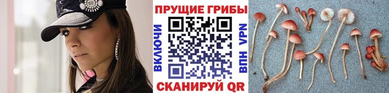 Купить закладки  Закаменск  Галлюциногенные грибы Magic Shrooms 